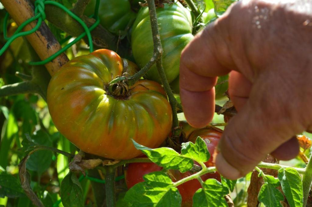 Agriturismo Eco-Bio Villa Vacasio Πιτιλιάνο Εξωτερικό φωτογραφία